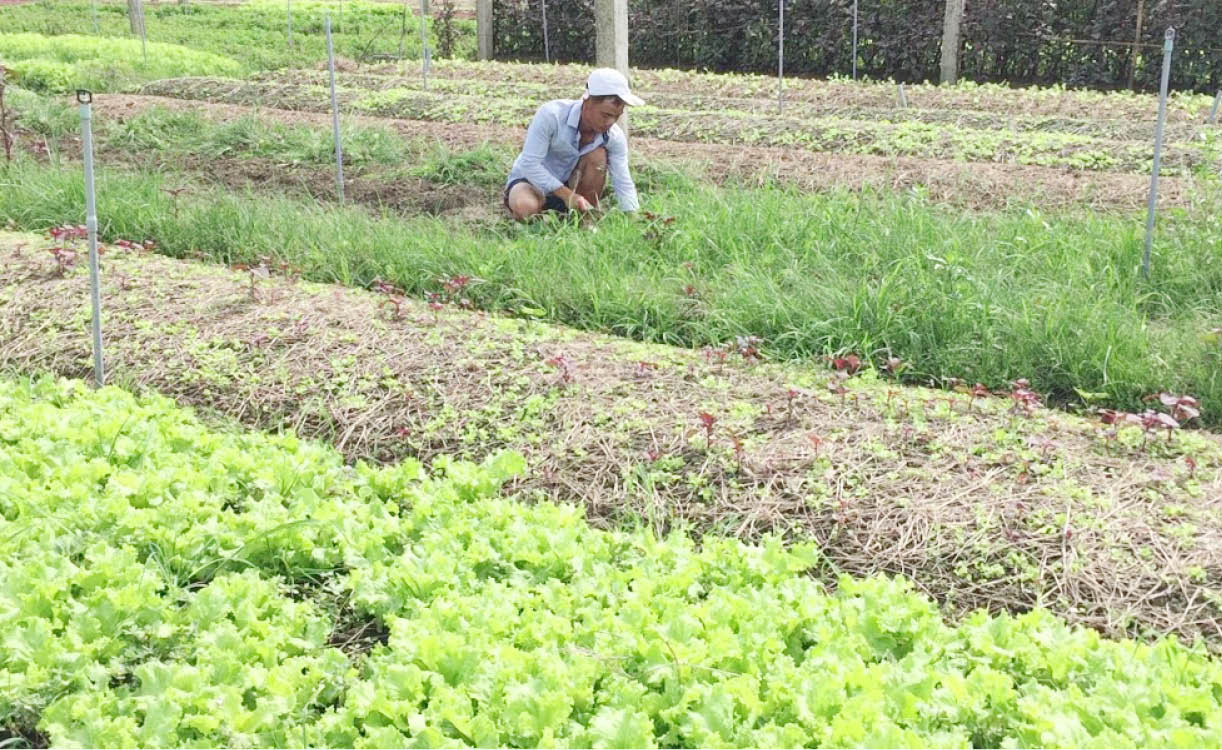 Không bỏ ruộng hoang