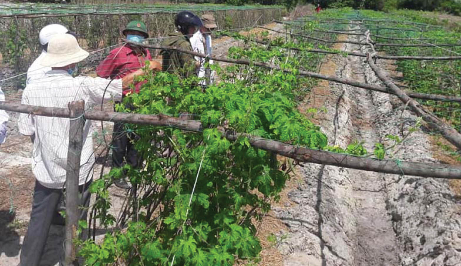 Những nông dân sản xuất giỏi