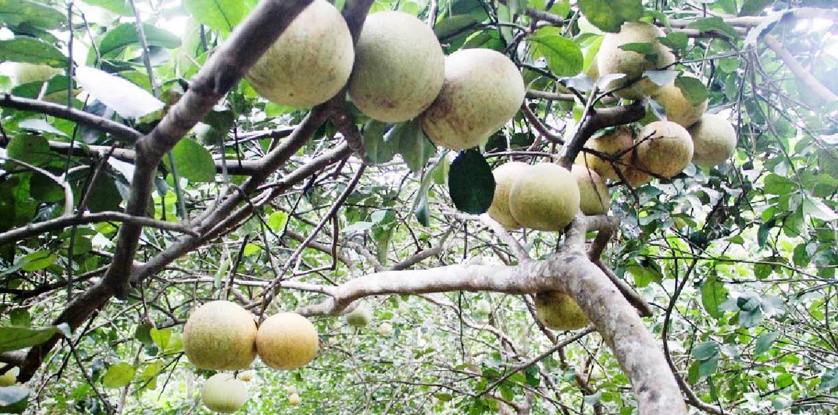 Mất mùa thanh trà