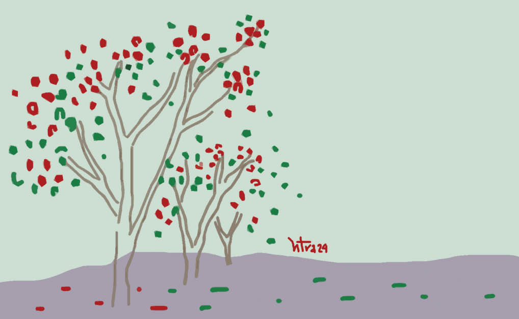 Ơn màu phượng thắm