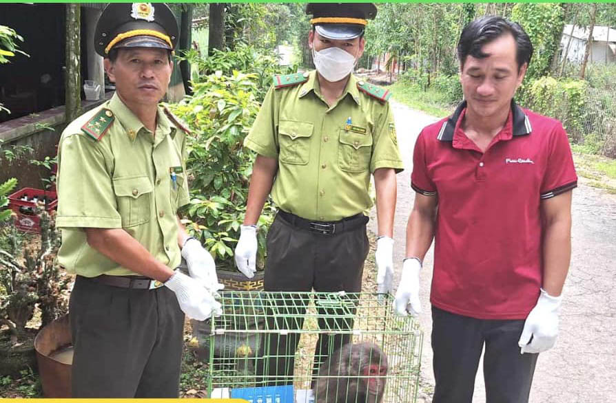 Nhiều cá thể động vật quý hiếm được thả về tự nhiên