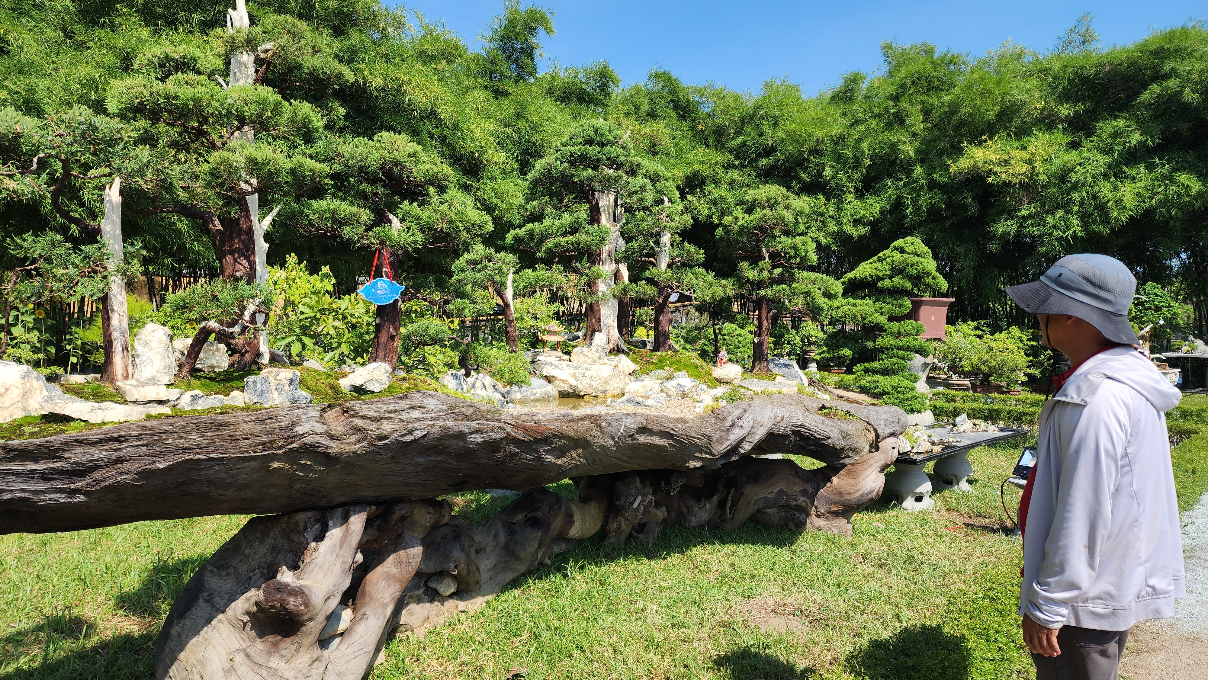 Trên 1 000 tác phẩm cây kiểng và hoa phong lan khoe sắc tại Hoàng cung, Đại Nội Huế