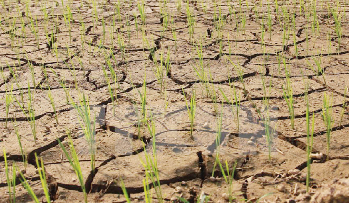 Phê duyệt 70 triệu USD hỗ trợ các dự án của FAO tại 28 quốc gia