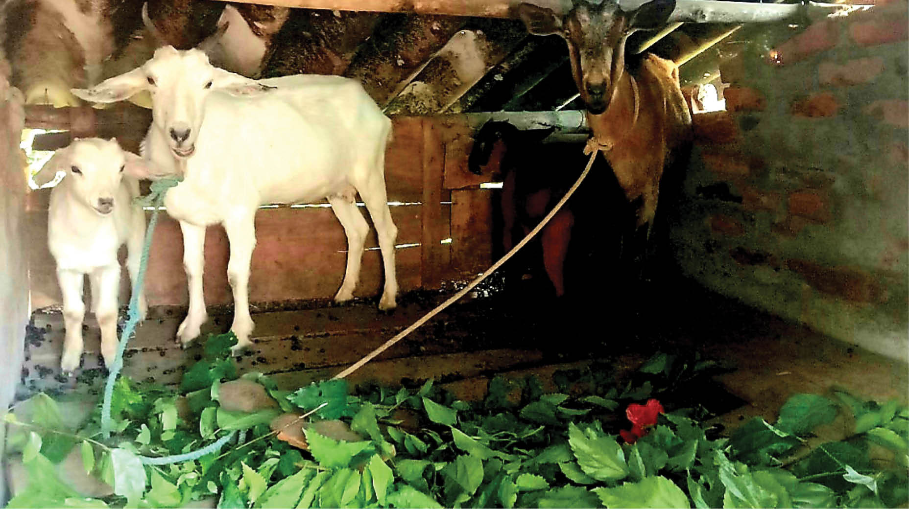 Chậm triển khai dự án đa dạng hóa sinh kế giảm nghèo