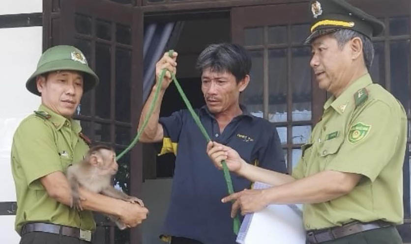 Thả khỉ đuôi lợn về rừng