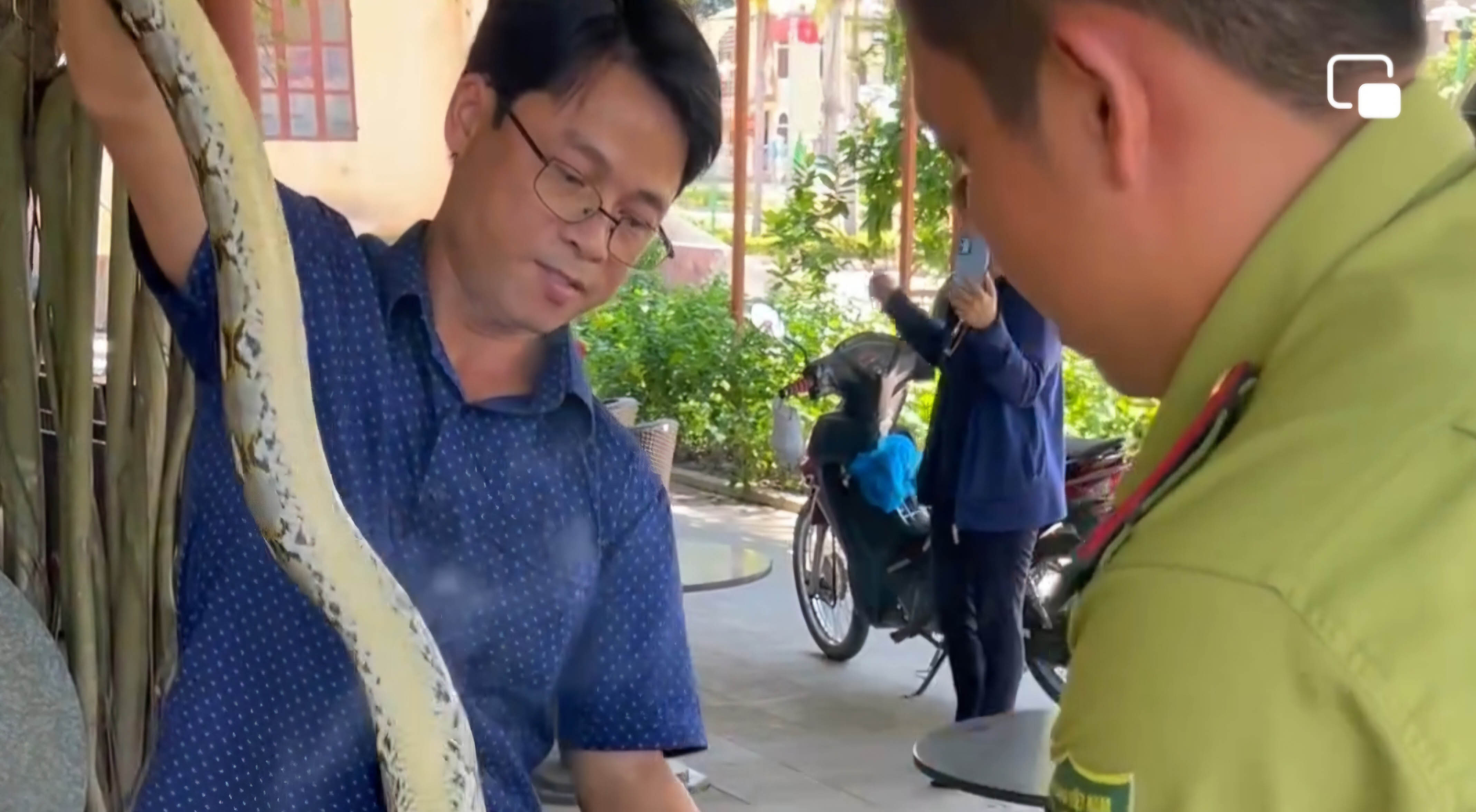 Bắt giữ cá thể trăn quý lạc vào quán cà phê