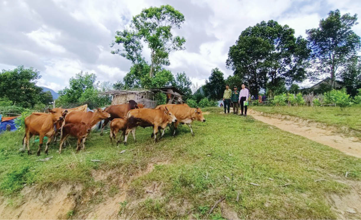 Nguồn vốn tín dụng chính sách giúp người dân A Lưới thoát nghèo