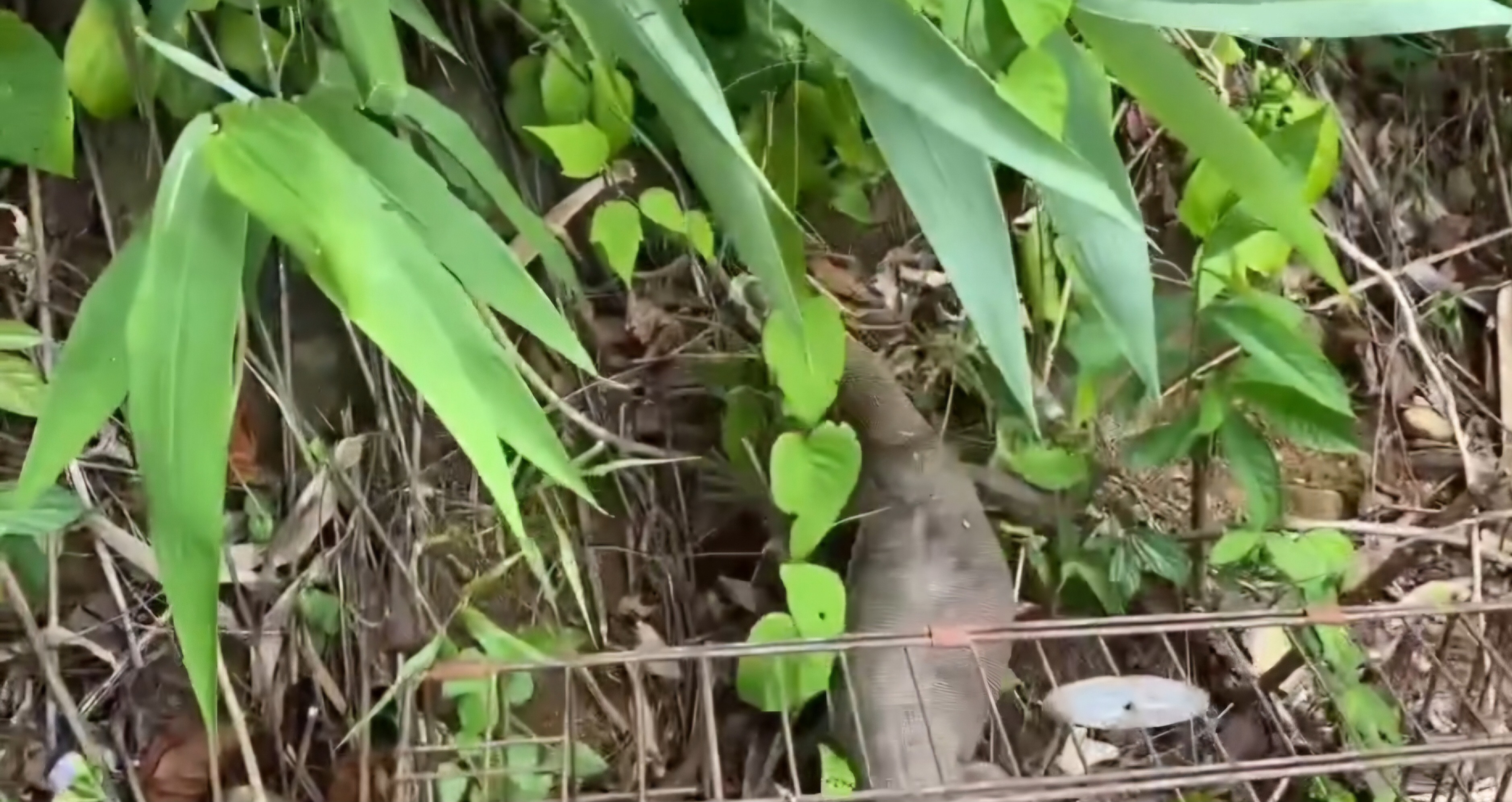 Thả kỳ đà vân về môi trường tự nhiên