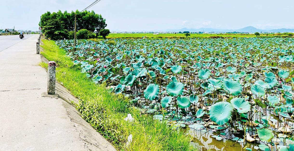 Hình bóng quê nhà