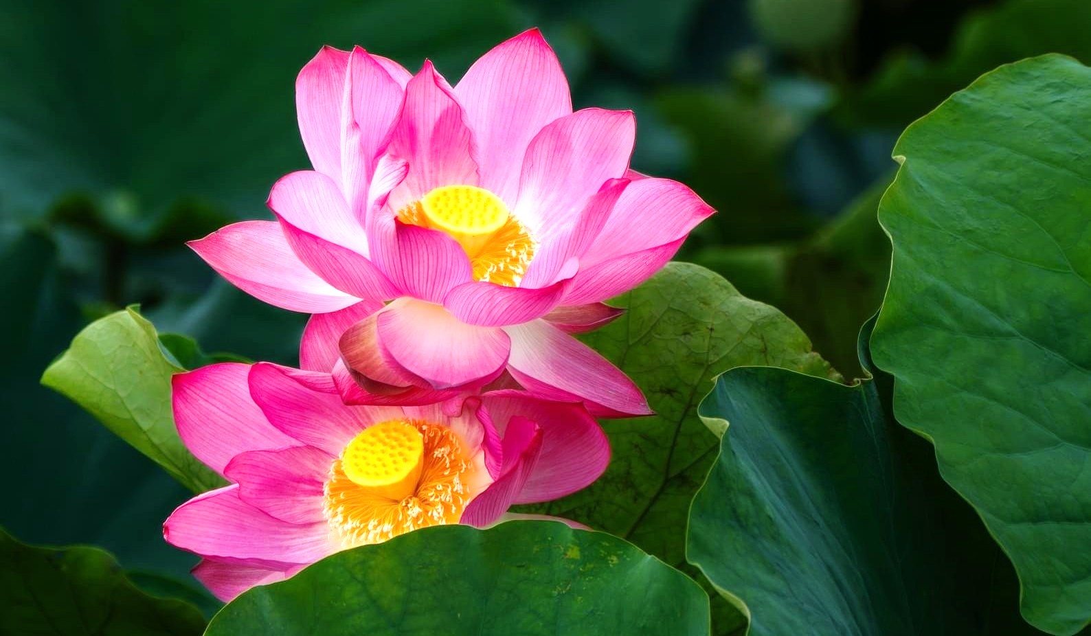 Bản tin Văn hóa du lịch ngày 4 7