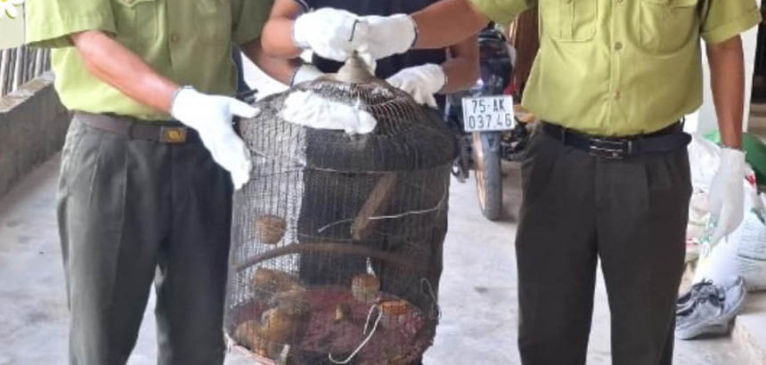 Tự nguyện giao nộp một cá thể culi nhỏ quý, hiếm