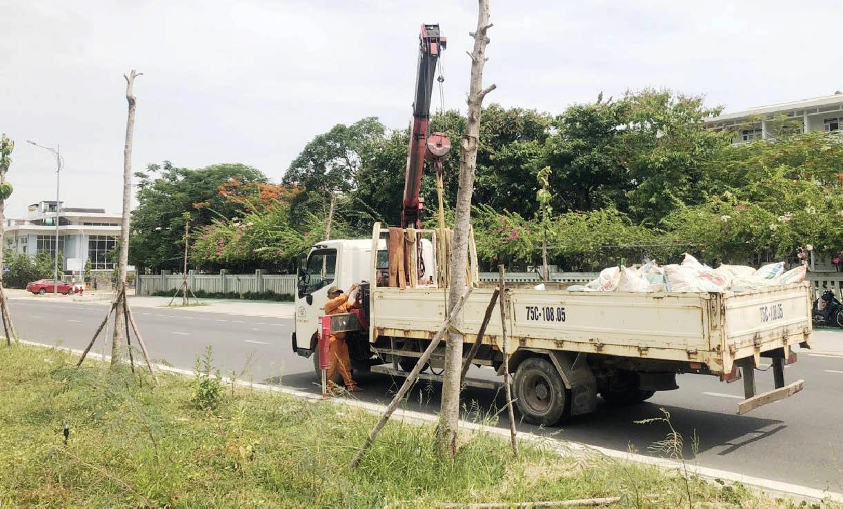 Kiểm tra, khắc phục cây xanh bị chết