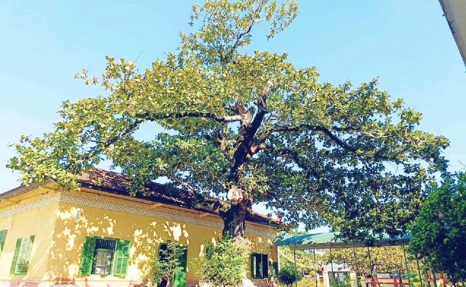 Bảo tồn và lan tỏa giá trị cây di sản trong trường học