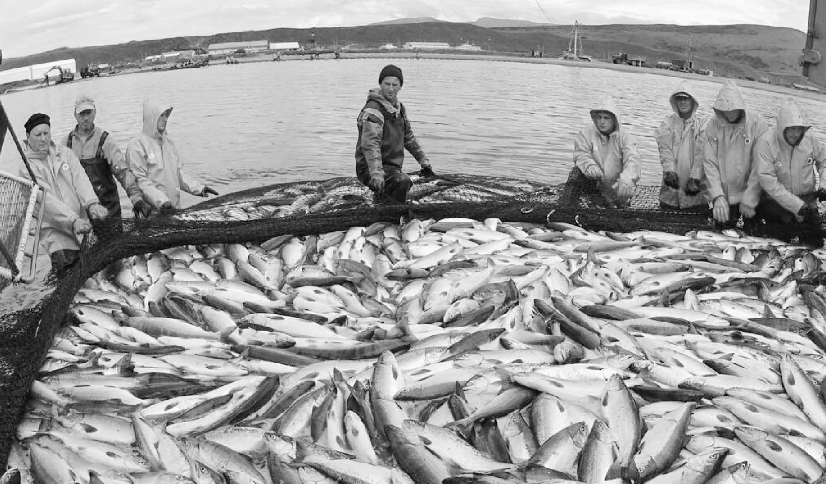 FAO Rủi ro khí hậu sẽ ảnh hưởng đến lượng cá trên khắp các đại dương