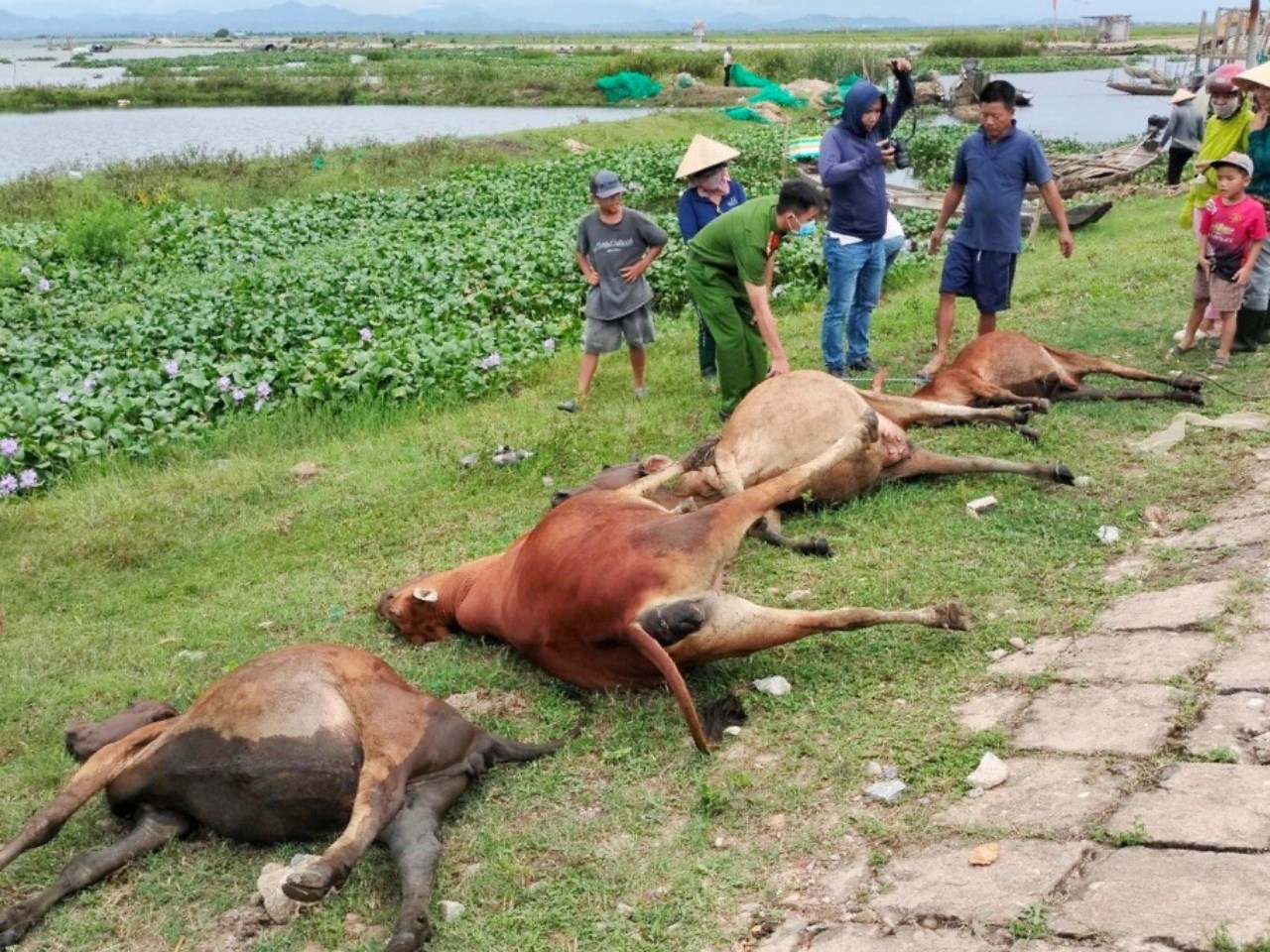 Bồi thường gần 60 triệu đồng cho một hộ dân có 4 con bò bị điện giật chết