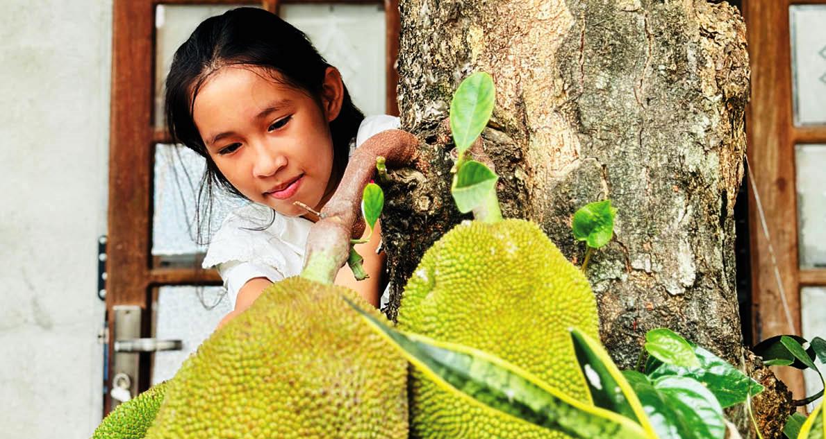 Cây mít trong vườn Huế