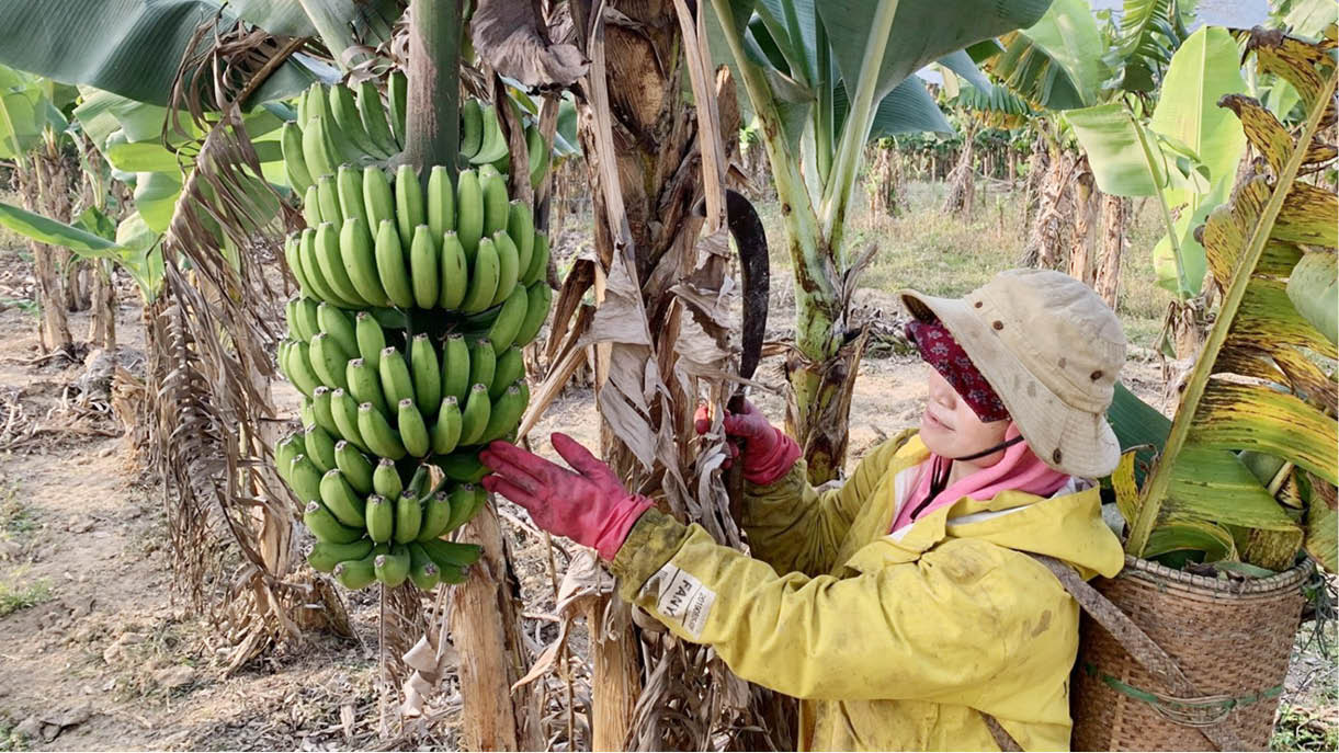 Vay vốn thực hiện mô hình nông nghiệp thoát nghèo