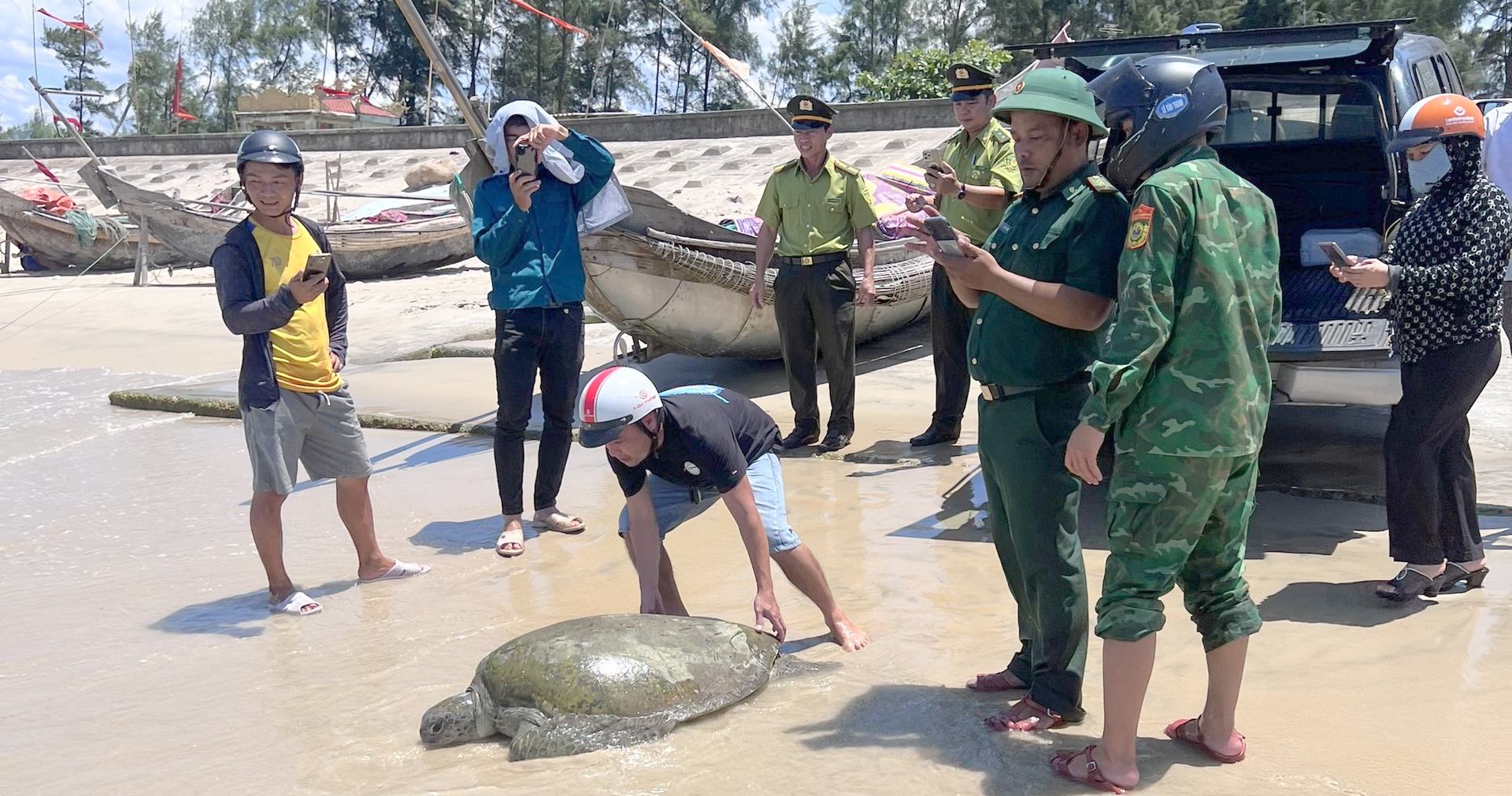 Thả cá thể vích biển 70kg về môi trường tự nhiên