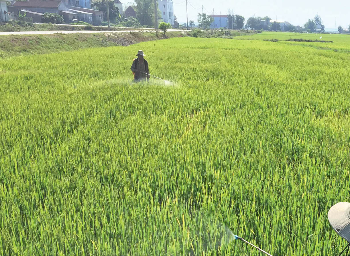 Nhện gié nguy hiểm đang gây hại lúa