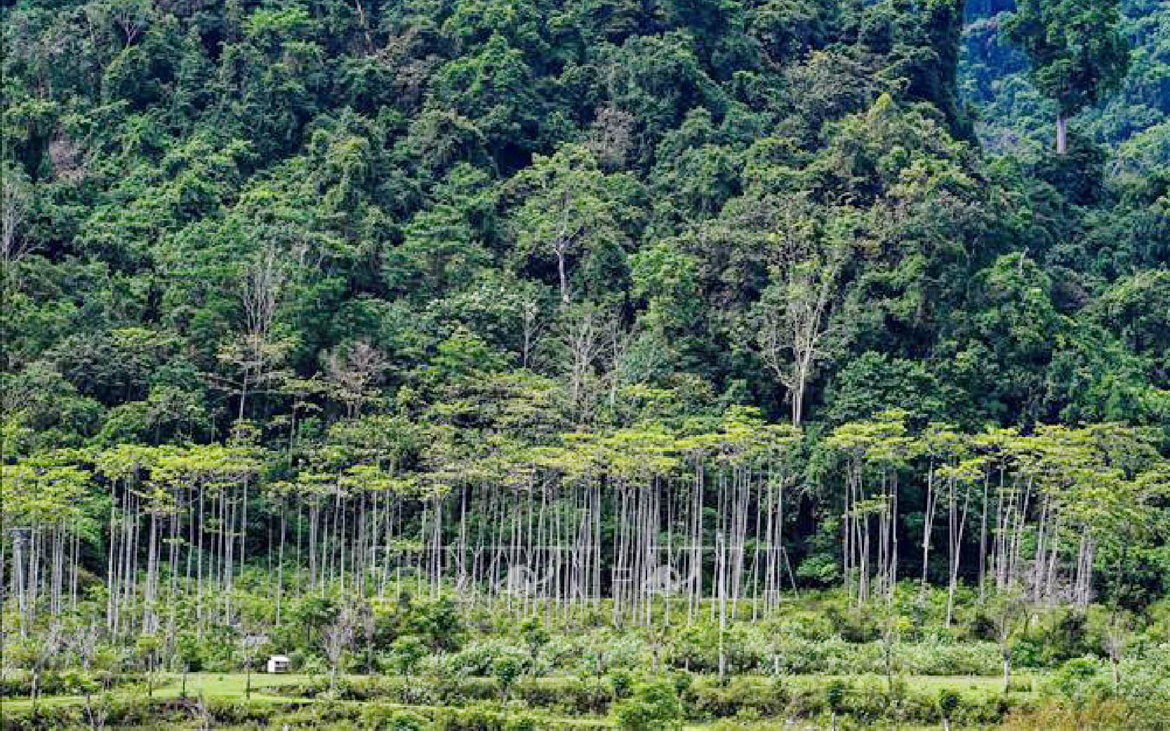 Tăng cường vốn tự nhiên là chìa khóa cho tăng trưởng xanh