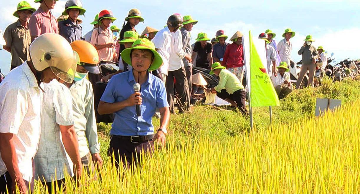 Giống lúa mới TBR97 cho năng suất, chất lượng cao