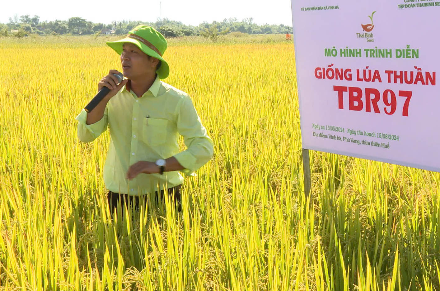 Năng suất lúa hè thu 2024 đạt bình quân 61 tạ ha