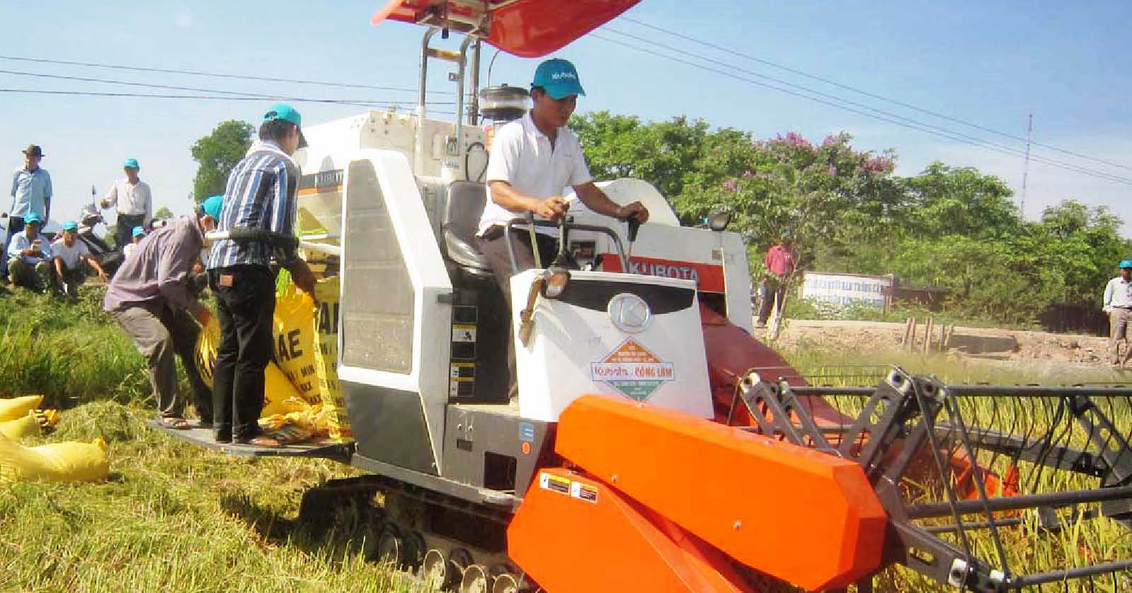 Niềm vui kép từ vụ lúa hè thu