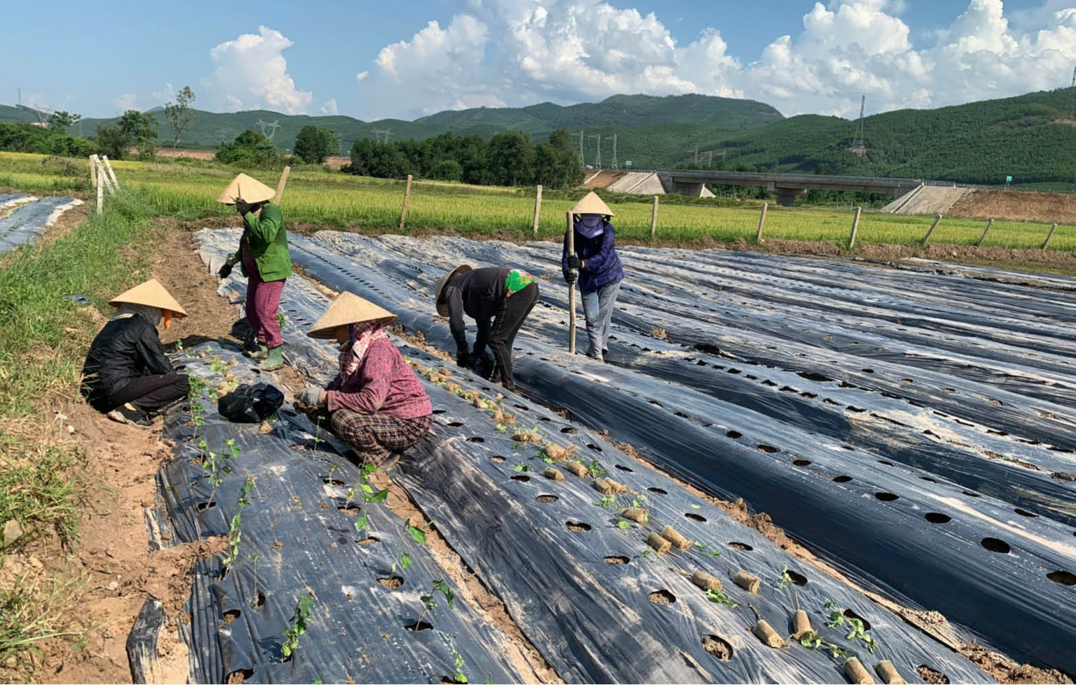 Sản phẩm và dịch vụ OCOP từ dược liệu