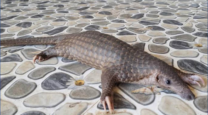 Tiếp nhận một cá thể tê tê quý hiếm, nguy cấp