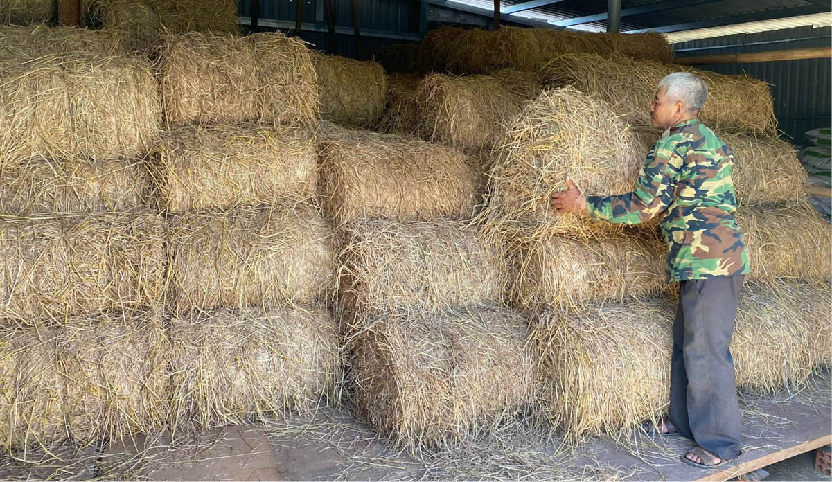 Lợi ích kép từ chế biến rơm vỗ béo bò