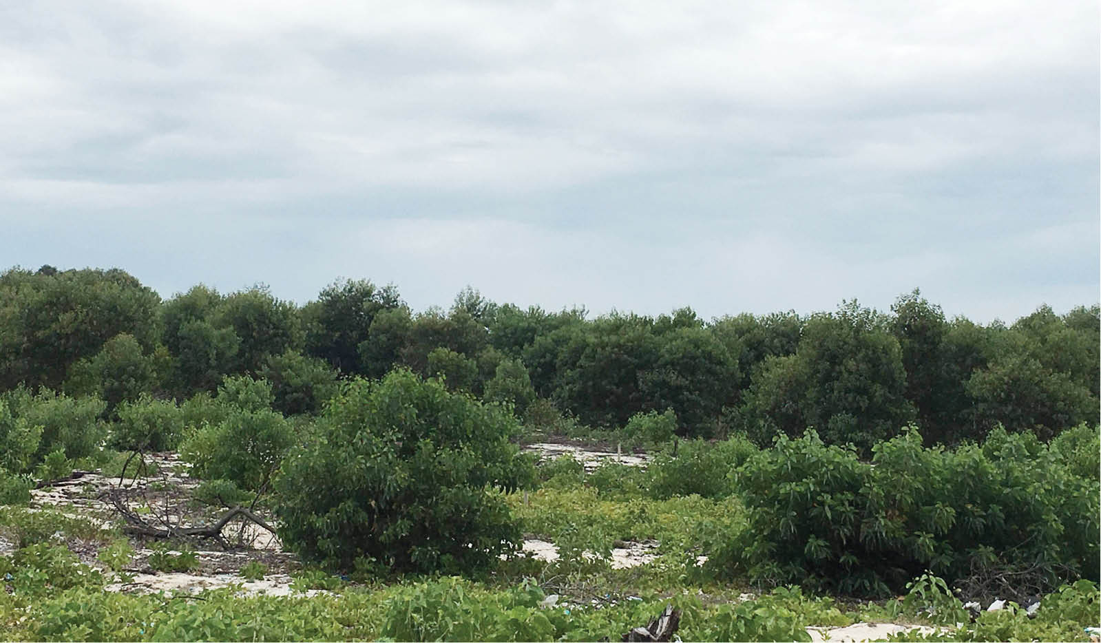 Rừng xanh trên vùng cát trắng