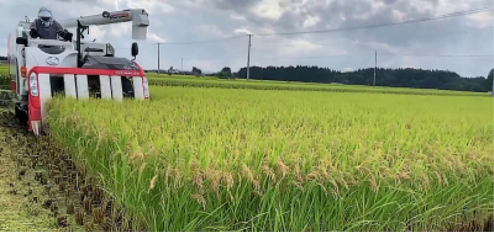 Nhật Bản đặt cược vào các giống lúa chịu nhiệt nhằm ứng phó với thời tiết khắc nghiệt