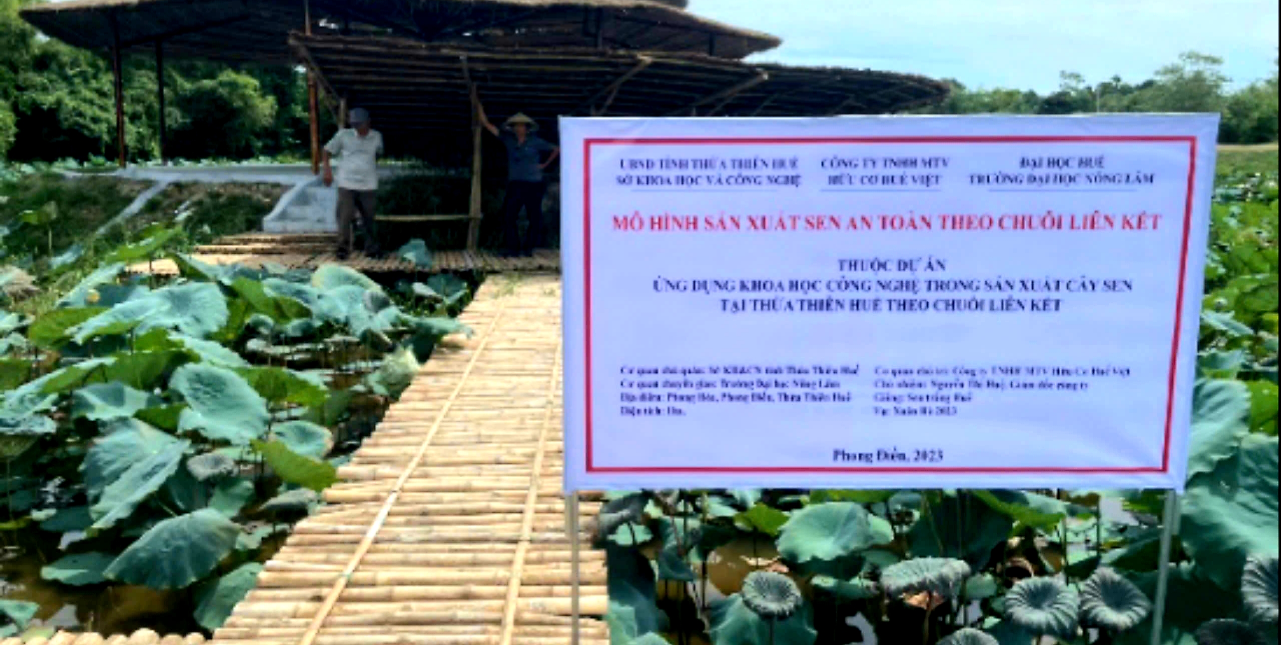 Sản xuất cây sen tại Thừa Thiên Huế theo chuỗi liên kết