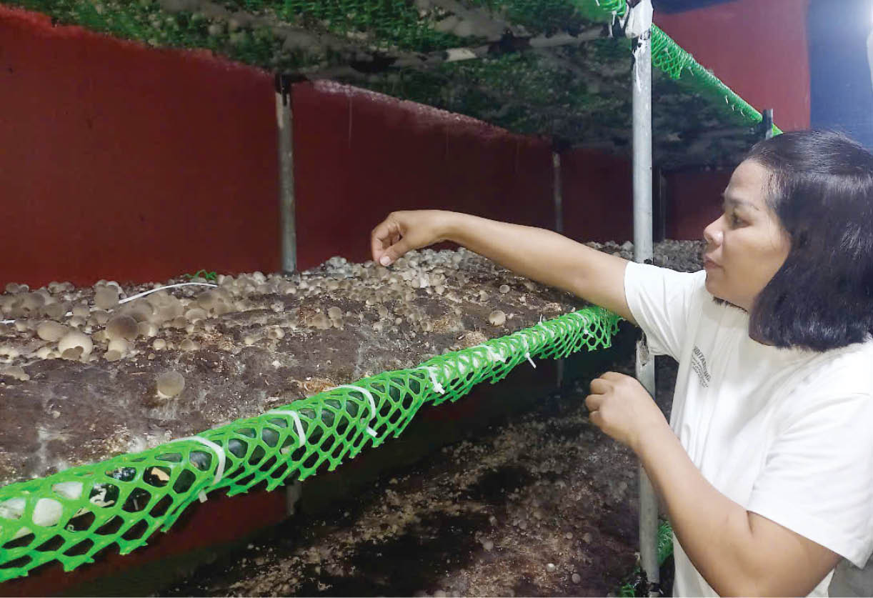 Trồng nấm hữu cơ trong nhà màng khép kín