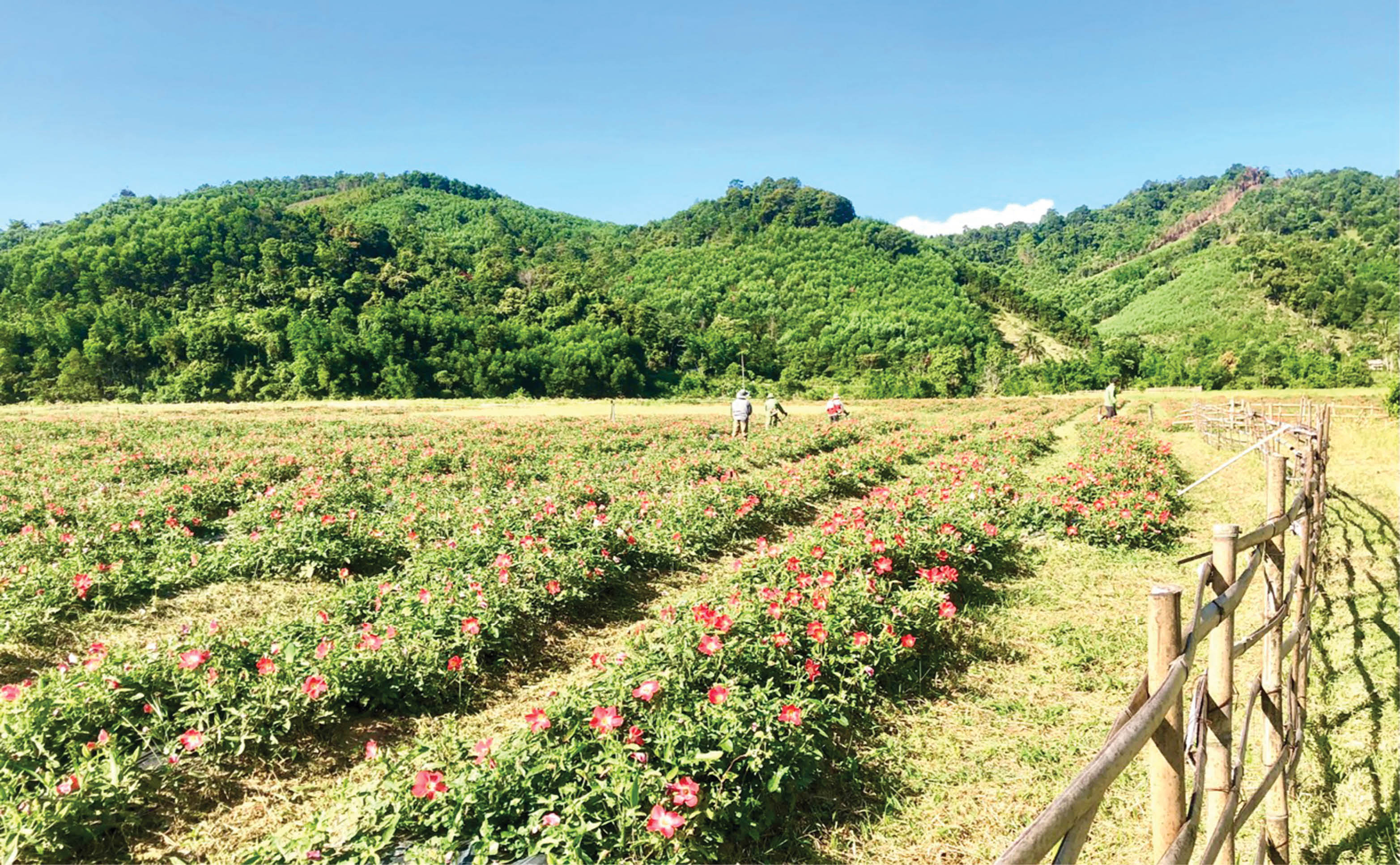 Liên kết chuỗi dựa trên tiến bộ khoa học công nghệ