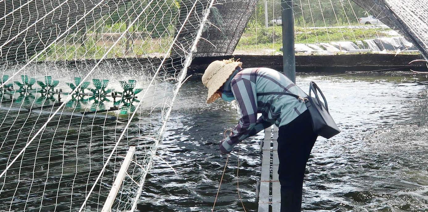 Thu hoạch thủy sản tránh bão, lũ