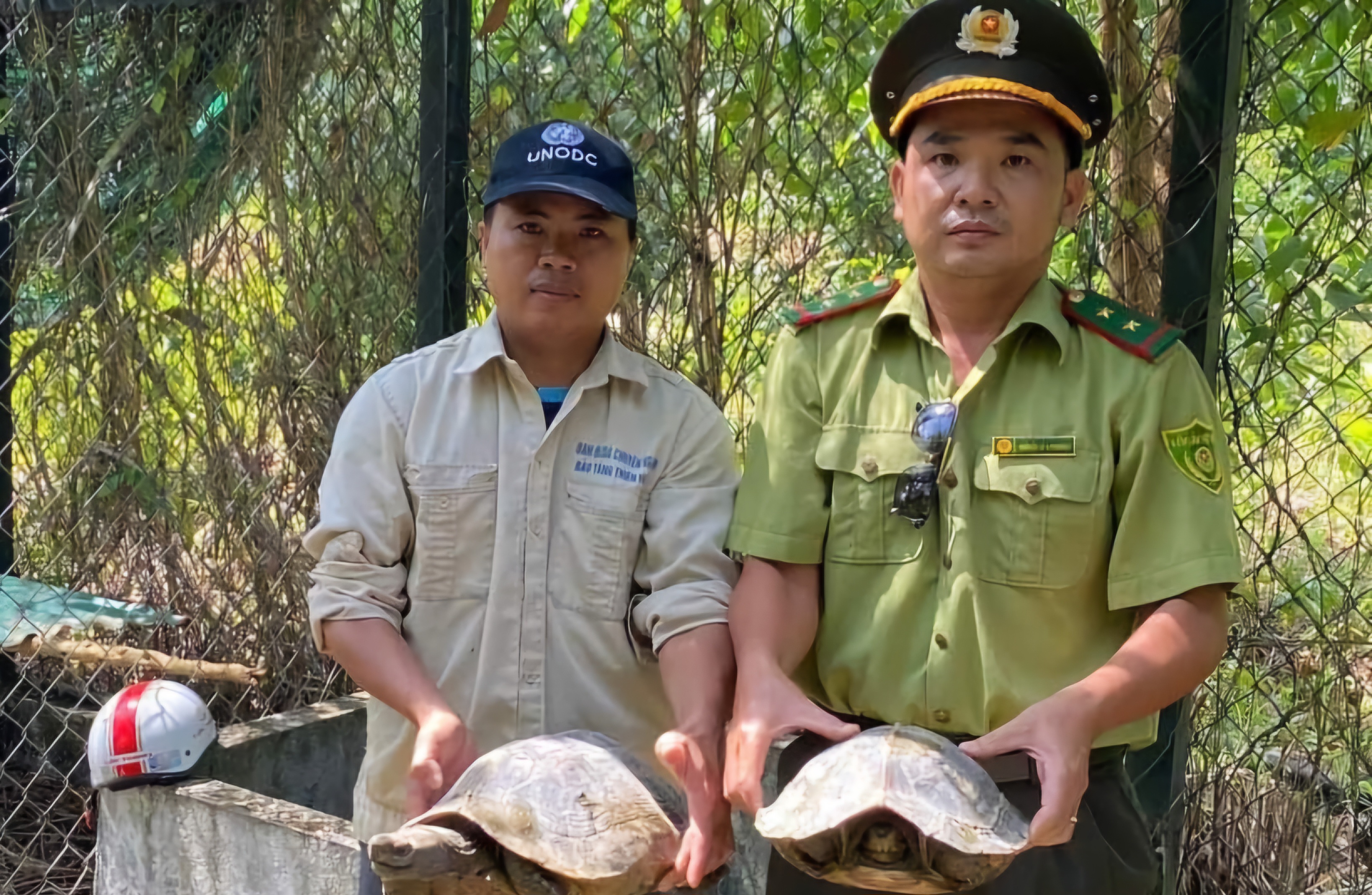 Bàn giao 3 cá thể rùa đất lớn nguy cấp
