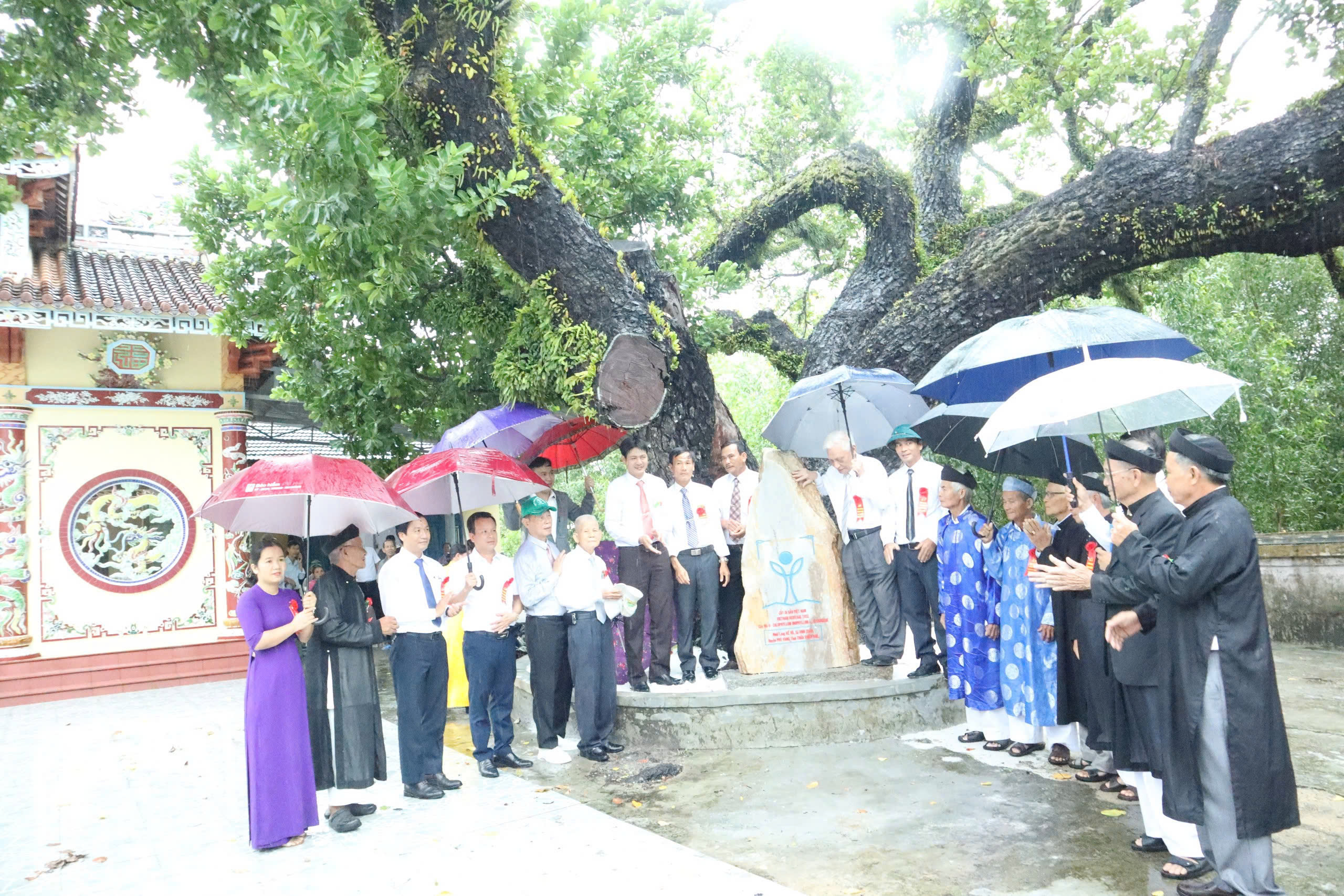 Xã Vinh Xuân đón bằng công nhận cây di sản Việt Nam