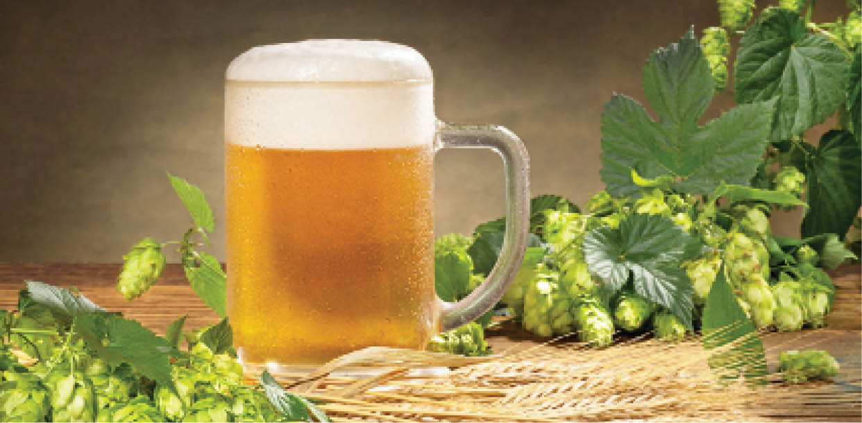 Đột phá kế hoạch trồng hoa bia trong nhà