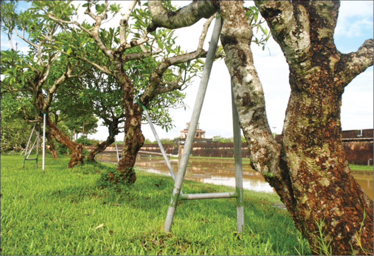 Bảo vệ cây xanh bằng nhiều cách