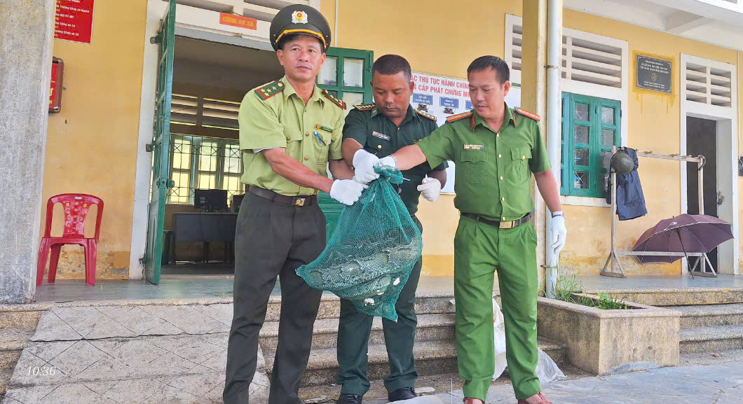 Phú Lộc Thêm 1 cá thể trăn gấm quý hiếm được thả về tự nhiên