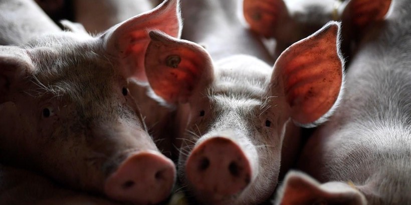 Italy chật vật ứng phó với dịch tả lợn