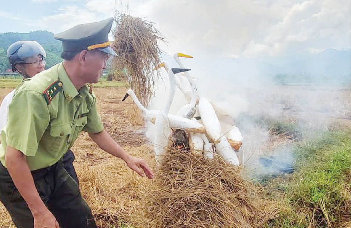 Nỗ lực bảo vệ chim trời