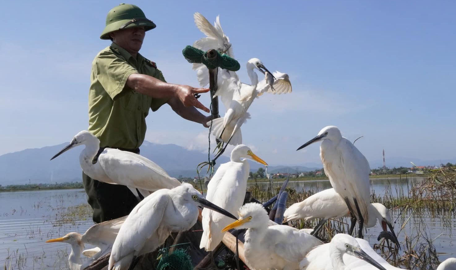 Tiếp nhận và giải cứu nhiều cá thể chim trời