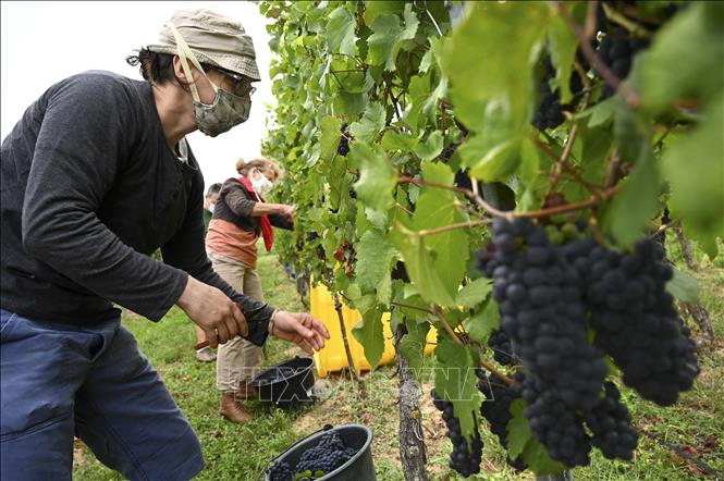 Pháp nhổ bỏ nhiều vườn nho vì nhu cầu rượu vang toàn cầu giảm mạnh