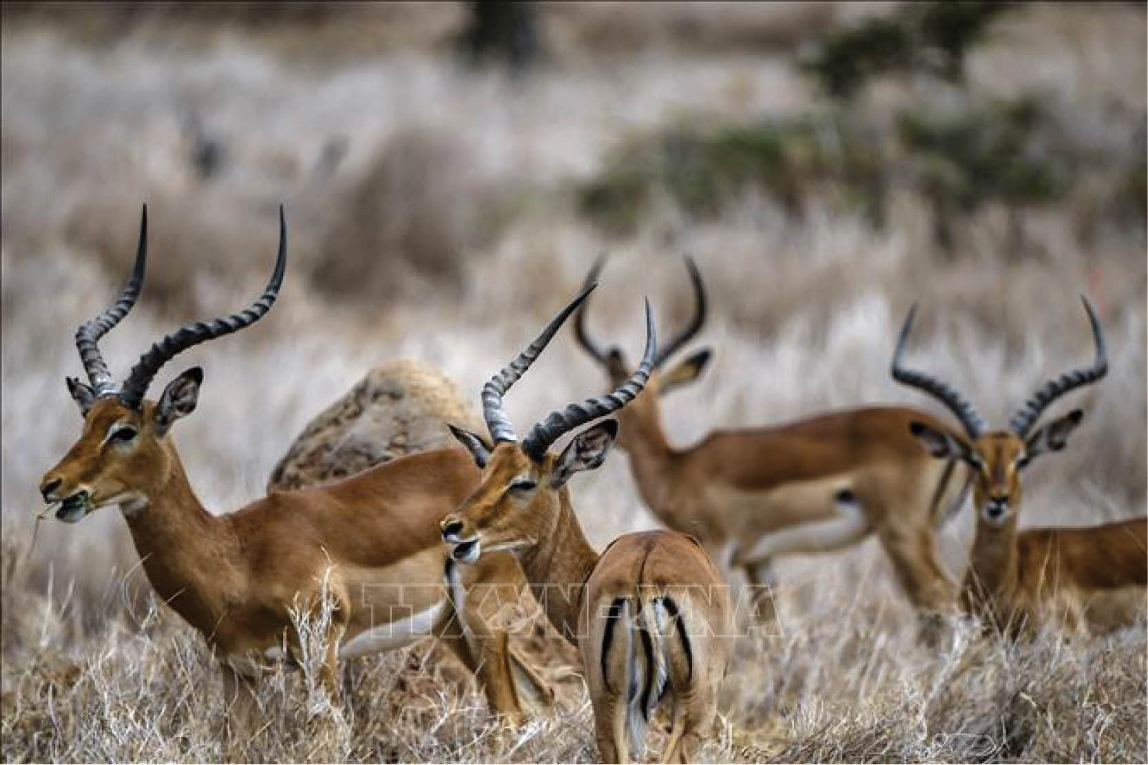 Các quần thể động vật hoang dã giảm 73 kể từ năm 1970