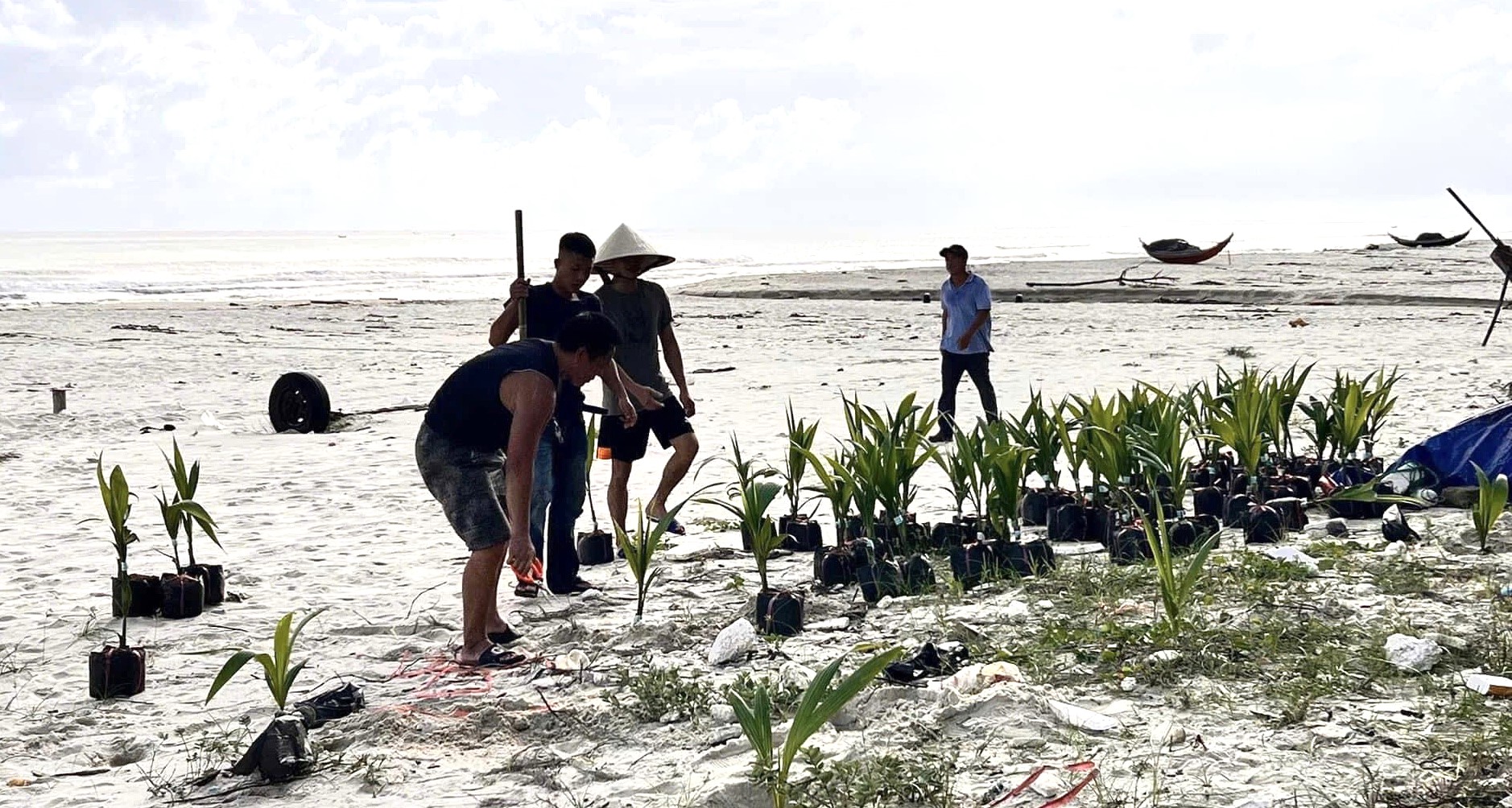 Tặng 1 000 cây dừa chống sạt lở biển