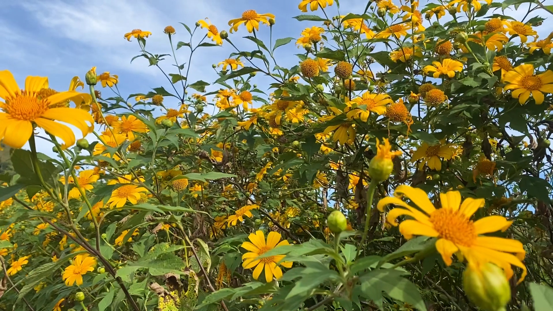 Bản tin Văn hóa du lịch ngày 31 10