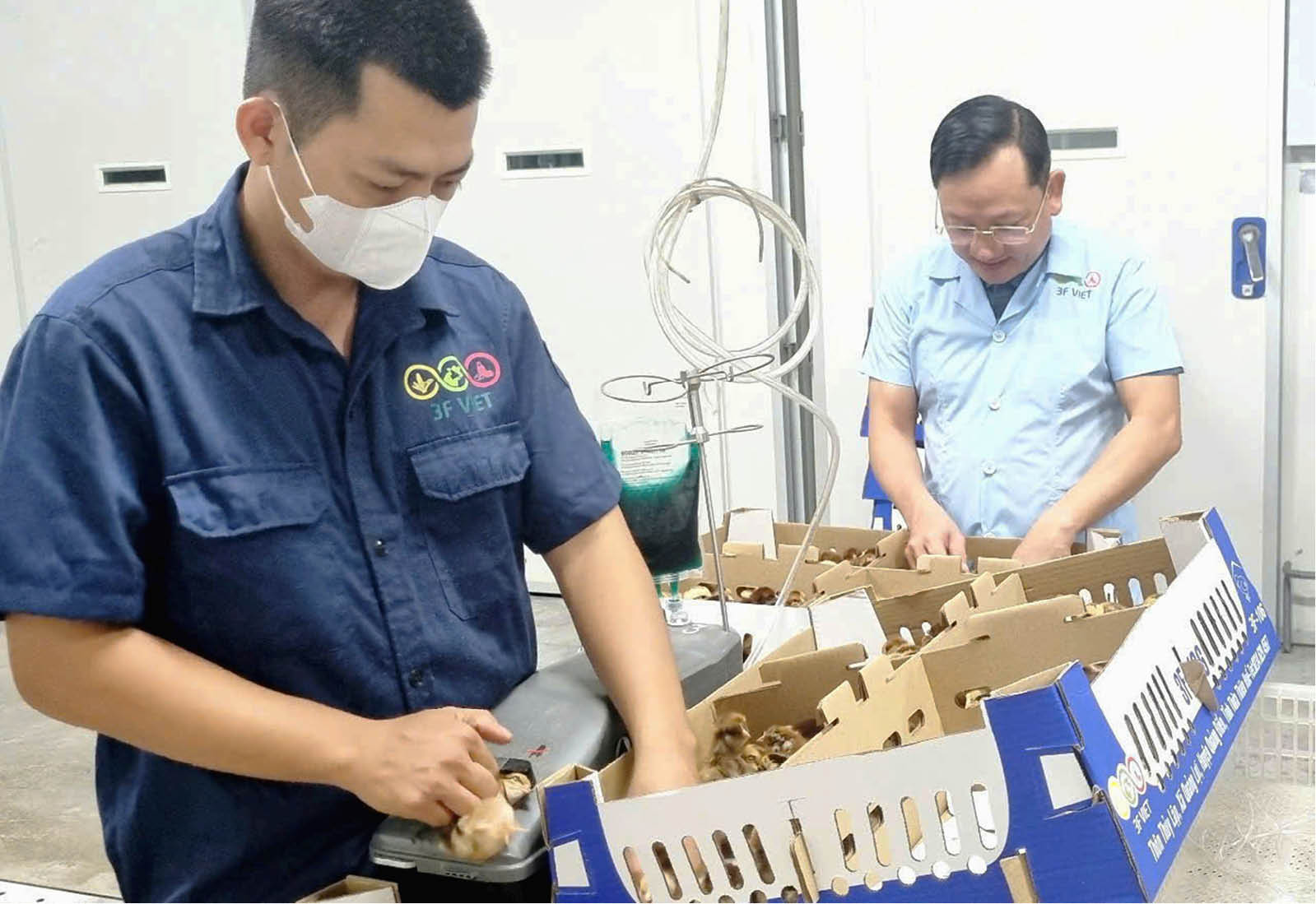 Hướng đến quy mô lớn và an toàn trong chăn nuôi