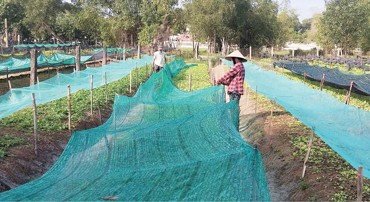 Trồng rau vượt lũ